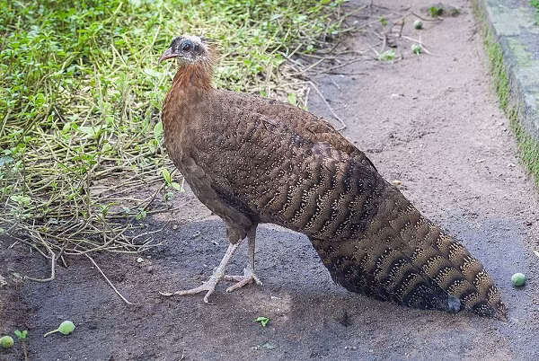 Trĩ sao (Rheinardia ocellata) là loài duy nhất của chi Rheinardia. Chúng được coi là một trong những loài chim hoang dã đẹp nhất tại Việt Nam. Lông của chúng màu vàng da bò và đen với các đốm nâu sẫm, lớp da xung quanh mắt màu xanh lam, mỏ màu đỏ. Nguồn: Wikipedia.