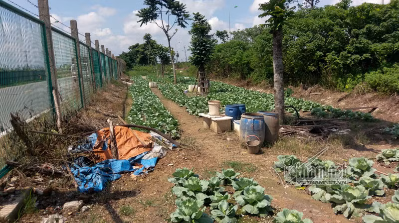 Vườn bắp cải cùng các dụng cụ tưới tiêu phía trong hàng rào bảo vệ