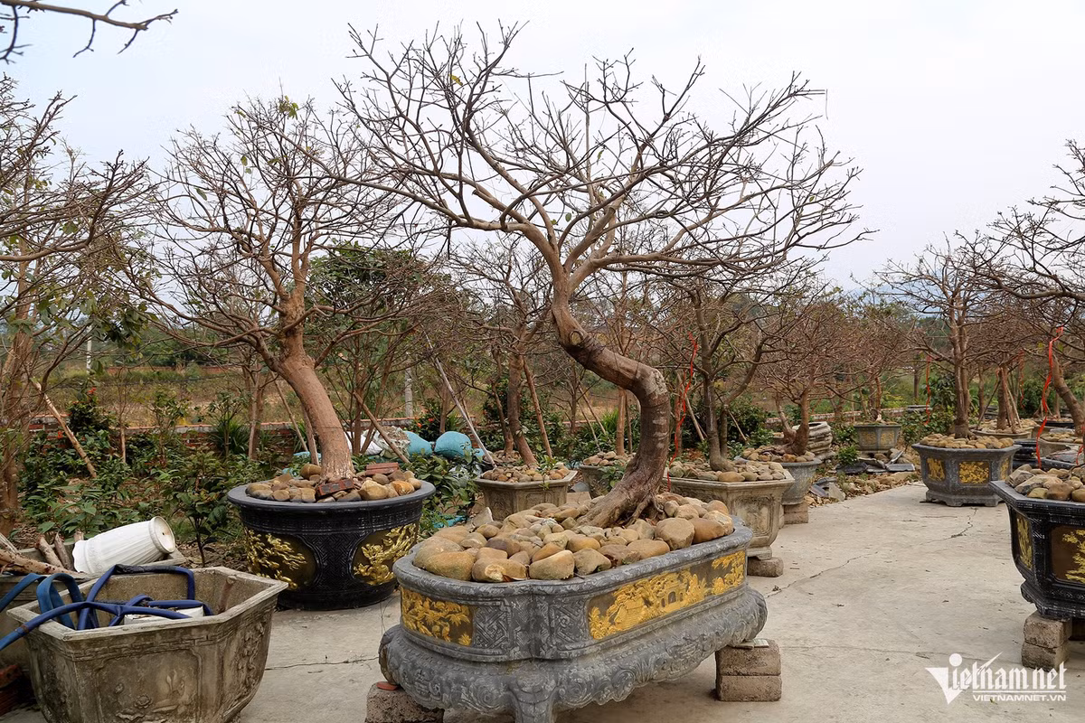 Bán hoa mai vàng Yên Tử, người nông dân có tiền xây nhà đẹp Ban hoa mai vang Yen Tu, nguoi nong dan co tien xay nha dep