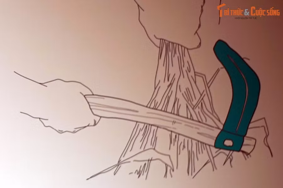 Các hiện vật này cho thấy văn hóa Đông Sơn thuộc cư dân nông nghiệp trồng lúa nước kết hợp với các ngành nghề thủ công như luyện kim, làm gốm, dệt, làm đồ trang sức, đồ sơn. Ảnh: Bản vẽ mô phỏng cách sử dụng lưỡi hái, chụp tại Bảo tàng.