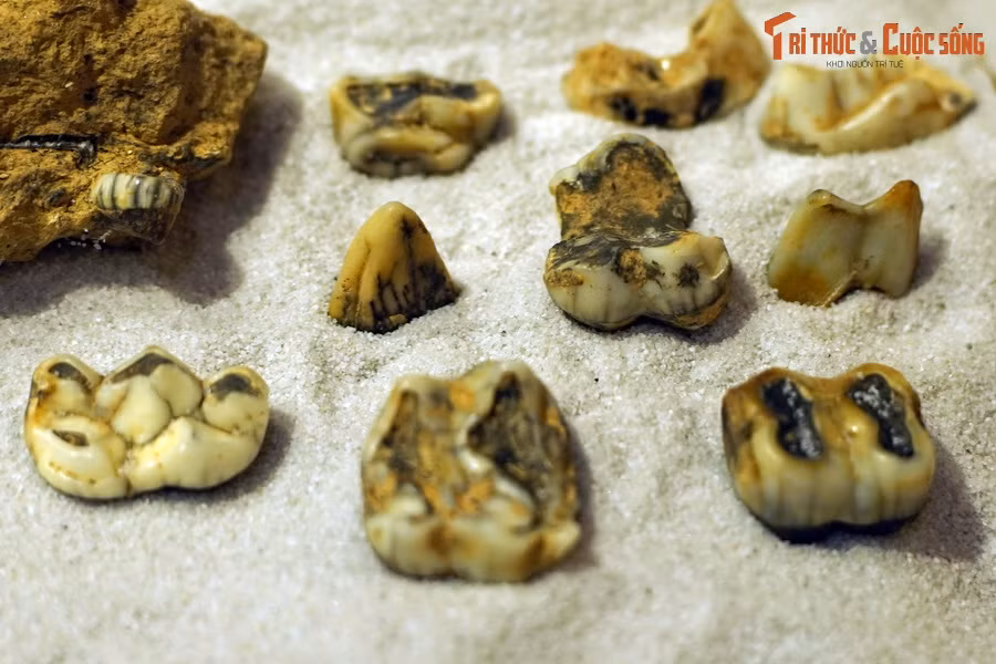 Đáng buồn nhất là có những loài mới chỉ biến mất hoàn toàn ở Việt Nam trong những thập niên gần đây như tê giác và lợn vòi. Hóa thạch răng lợn vòi (Tapirus indicus), tìm thấy trong trầm tích hang động ở Điện Biên.