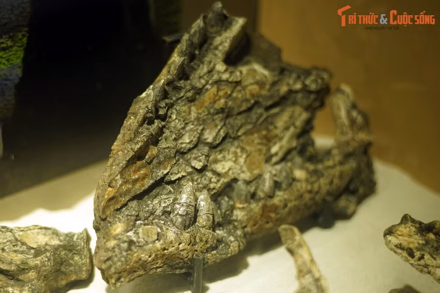 Trong nửa cuối thế kỷ 20, số lượng cá sấu Gharial đã suy giảm 96-98%, chỉ còn ít hơn 235 cá thể vào thời điểm năm 2006. Ảnh: Hóa thạch hàm cá sấu Na Dương.