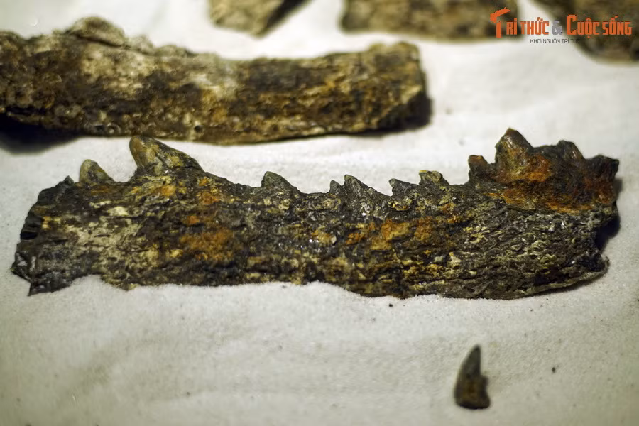 Đây là một mẫu hóa thạch hàm cá sấu Gharial (Gavialis gangeticus) sống tại kỷ Oligecene (khoảng 33,9-23 triệu năm trước), được tìm thấy tại mỏ than Na Dương (Lạng Sơn), hiện vật của Bảo tàng Hóa thạch Hà Nội. Vào năm 2008, lần đầu tiên các hóa thạch cá sấu lộ diện ở mỏ than Na Dương.