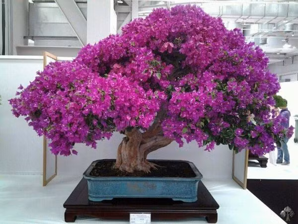 Chậu hoa giấy nở rực rỡ.
