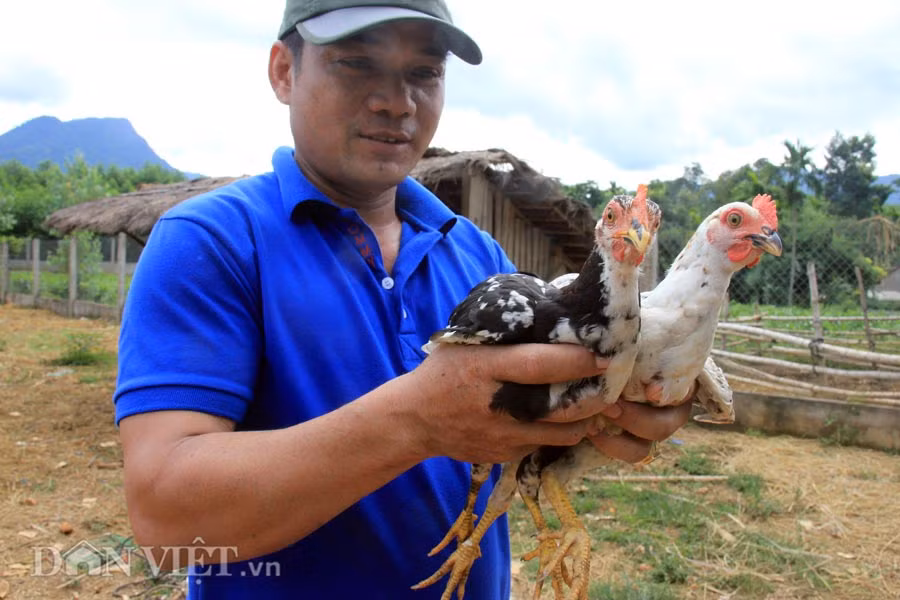 Chất lượng thịt thơm ngon, dai, ngọt... đến miễn chê đã đưa gà re trở thành giống gà được ưa chuộng số 1 Quảng Ngãi và cả nhiều vùng lân cận, với giá bán có thời điểm lên đến 200-250.000 đồng/kg, đắt hơn gấp từ 2-2,5 lần so với gà thường.