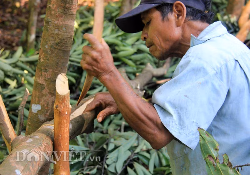 Theo thống kê diện tích quế toàn huyện Trà Bồng hiện ước trên 1000 ha. Vụ thu hoạch quế hàng năm ở miền núi Quảng Ngãi diễn ra 2 đợt, trong đó đợt chính bắt đầu từ tháng 2-4; đợt 2 từ tháng 7-8. Ảnh: Người dân Trà Bồng đang thu hoạch quế.