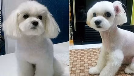 Trong khi đó, các cậu ấm cô chiêu ở Hàn Quốc cũng không tiếc tiền chi tới hàng nghìn USD để cho cún cưng phẫu thuật thẩm mỹ, xóa nếp nhăn và tiêm botox.