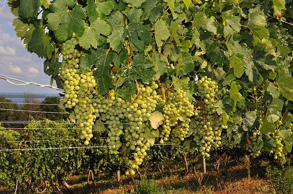 Thung lũng nho ở Traverse trở nên nổi tiếng quốc tế đối với loại rượu vang trắng như Chardonnay và Pinot Grigio.