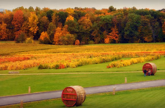Finger Lakes được TripAdvisor bầu chọn là một trong những xứ sở rượu vang hàng đầu tại Mỹ và được những tín đồ rượu vang ngưỡng mộ và yêu mến.