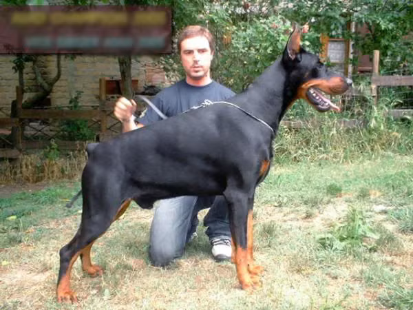 Những con chó Doberman nhỏ có giá khoảng 30-35 triệu đồng. Con trưởng thành mang từ nước ngoài về có thể lên đến hơn 200 triệu đồng.
