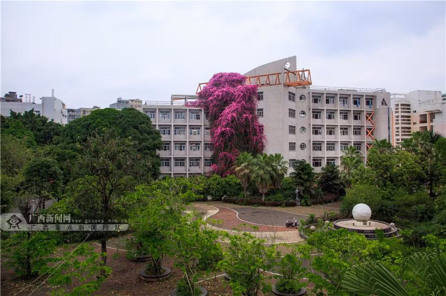 Nhìn từ xa, những bông hoa giấy trông giống như một chiếc áo choàng màu tím xếp nếp trên vai của tòa nhà.