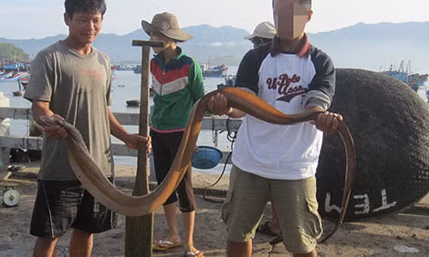 Nghề bán mạng săn thuồng luồng biển: Trong tâm khảm của nhiều ngư dân lão niên, thuồng luồng chính là loài chình sống dưới đáy các rạn san hô.