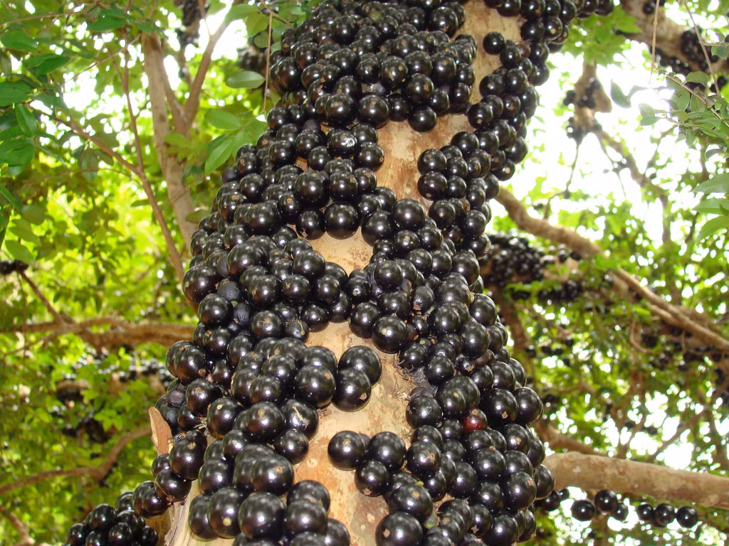 Trên thị trường, trái Jabuticaba rất hiếm vì nó chỉ phân bố ở một số vùng có thể trồng được.