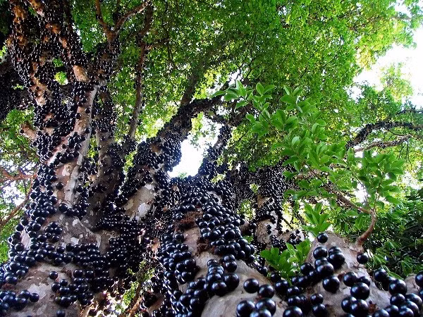 Cây Jabuticaba (Nho thân gỗ): Cây Jabuticaba là một loại nho ở Brazil, điểm đặc biệt của loại cây này làm nó khác với những loại nho mà ta hay biết đó là quả nho của Jabuticaba mọc ra trực tiếp từ thân và cành cây.