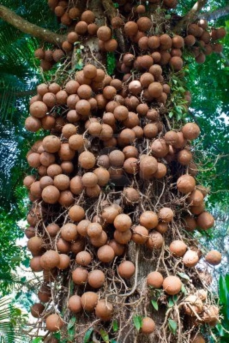 Cây đầu lân có khả năng sinh ra quả ngay từ thân cây. Quả cây đầu lân to tròn, có đường kính từ 15-24cm, gồm 200 - 300 hạt trong một quả. Quả này có tính kháng sinh, kháng nấm, sát khuẩn và có tác dụng giảm đau.
