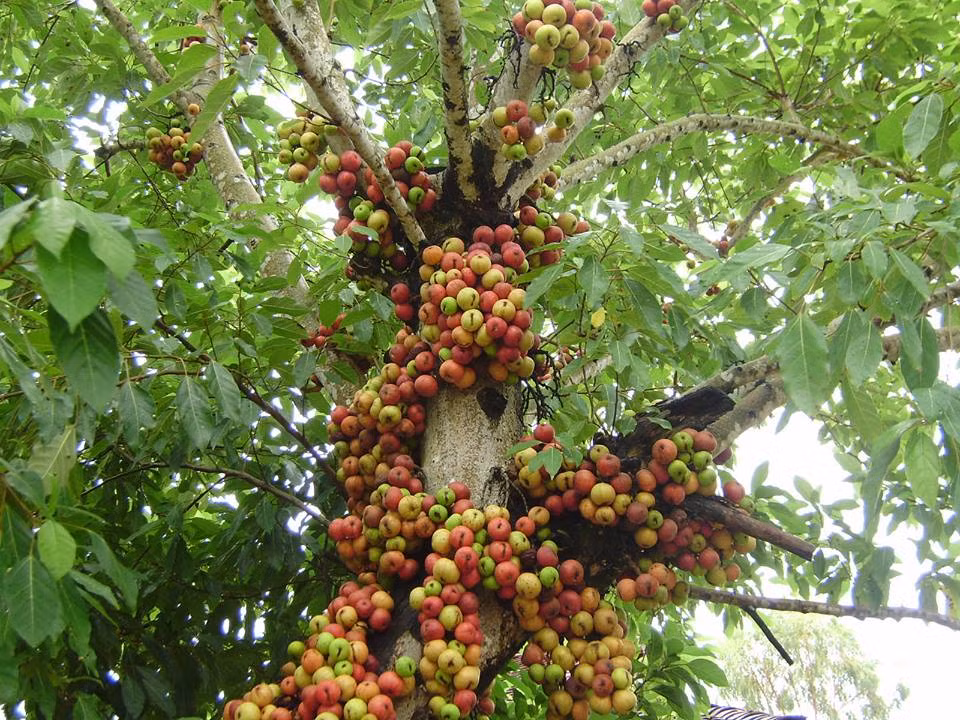 Ngoài ra, cây sung còn là một cây trong tứ quý, được tin rằng sẽ đem đến may mắn, sung túc khi trồng trong nhà.