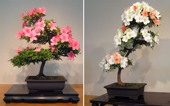 Những cây hoa bonsai đẹp mắt.