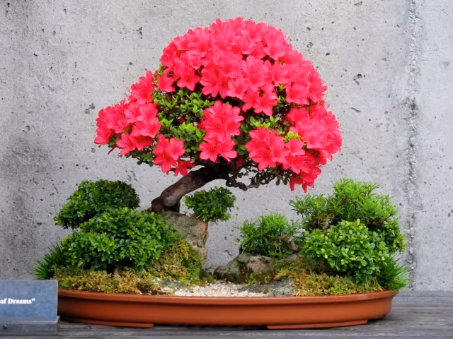 Chậu hoa nở rộ nổi bật trên những tiểu cảnh.