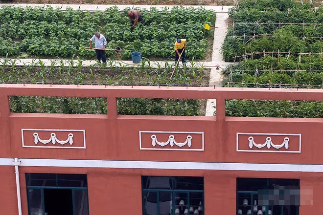 Công nhân nhà máy dệt ở thành phố Thiệu Hưng, tỉnh Chiết Giang (Trung Quốc) cũng có một vườn rau trên nóc nhà máy. Cánh đồng rau trên nóc nhà ngoài cung cấp rau, quả sạch cho công nhân còn có chức năng chống nóng vào mùa hè.
