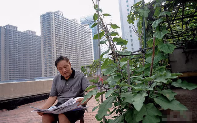 Ông Liu Guoyun đọc báo buổi sáng trên sân thượng có vườn rau ở thị trấn Trinh Châu, tỉnh Hà Nam, Trung Quốc. Bên cạnh ông là giàn mướp và cây cà xanh tốt.