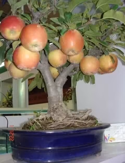 Cây táo bonsai.