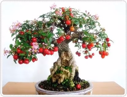Chậu cây bonsai cho những quả cherry căng mọng.