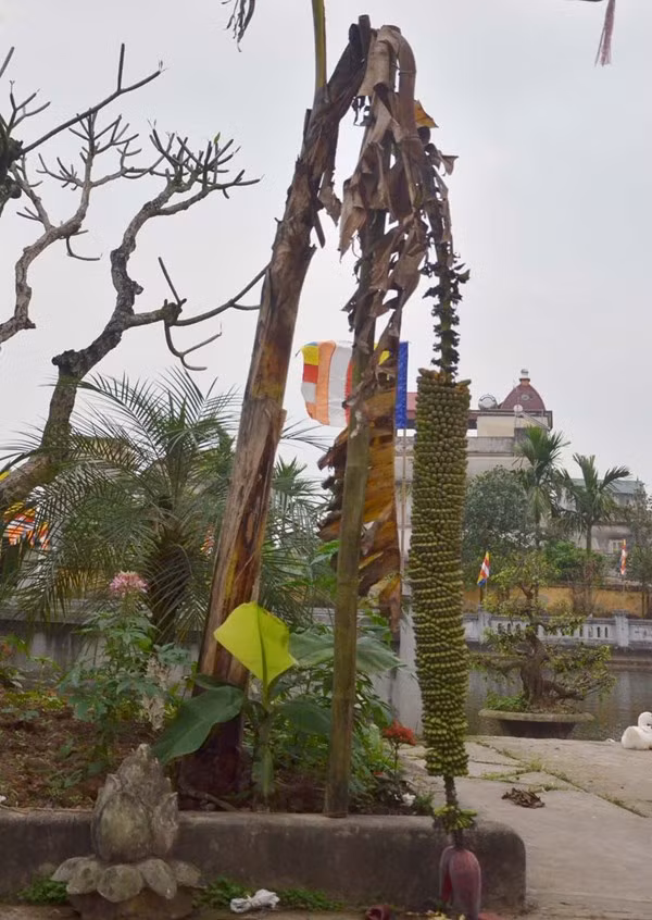 Tuy nhiên, từ khi trổ buồng, cây chuối cứ thế ra hàng trăm nải dài cả mét mà không dừng lại. Dần dần, cây chuối đã khô hết lá nhưng buồng chuối vẫn tiếp tục ra nải với cả nghìn quả, mỗi quả chỉ nhỏ bằng ngón tay cái.