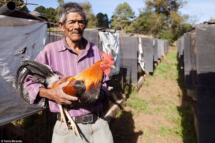 Trang trại gà chọi của Juan Carlos Padilla có tên El Asustado ở Mexico, bán ra khoảng 200 con gà chọi mỗi năm với giá 100 bảng Anh/con (3,4 triệu đồng).