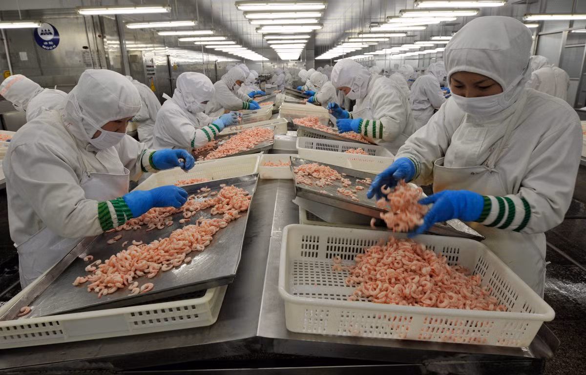 Hình ảnh công nhân đang bóc vỏ tôm bên trong một nhà máy sản xuất thủy sản ở Nhật Chiếu, Sơn Đông.