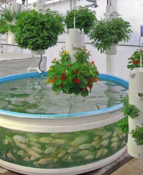 Chìa khóa thành công của nông trại rau sạch này là duy trì mối quan hệ cộng sinh giữa rau xanh và cá. Chất thải của cá được chuyển đổi tự nhiên từ Amoniac thành phân đạm nitrat bón cho cây. Trong quá trình này, cây sẽ lọc nước, loại bỏ Amoniac độc hại, cung cấp nước sạch trở lại cho bể cá.