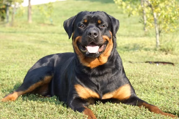 Giống chó thứ hai trong vụ 4 con chó cắn chủ là Rottweiler, một trong những giống chó hung dữ và nguy hiểm. Rottweiler có nguồn gốc từ chó ngao Ý nhưng được lai tạo, ra mắt lần đầu tiên ở Đức.