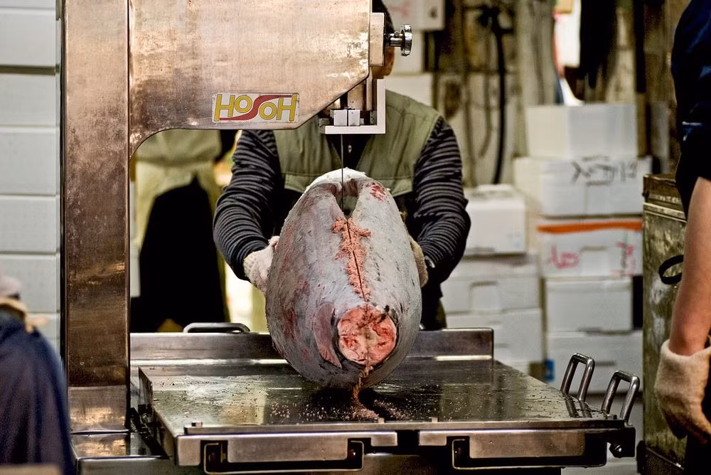 Tsukiji cũng là một trong những chợ cá lớn nhất thế giới. Chợ cá này có kế hoạch di chuyển đến địa điểm mới ở Toyosu vào 11/2016.