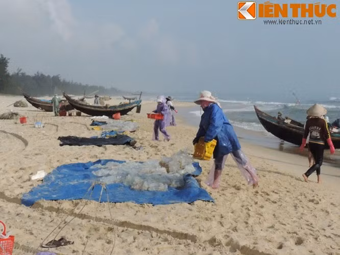 Giá sứa tại Quảng Trị được thu mua với giá từ 12.000 - 14.000 đồng/kg. Khi thuyền bắt đầu vào bờ, sứa sẽ được chuyền từ thuyền lên tập kết trên bãi để chờ thương lái đến thu mua.