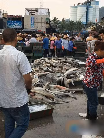 Cá mập đầu búa được xếp loại nguy cơ tuyệt chủng trong thang đánh giá của Công ước Liên hợp quốc về Thương mại quốc tế năm 2014 và việc săn bắt loài cá này là không được phép ở Trung Quốc vì Bắc Kinh là thành viên của Công ước này.