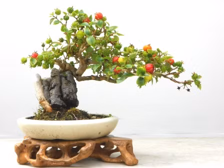 Cây cherry còn được uốn tỉa thành cây bonsai nghệ thuật.