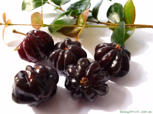 Quả chín có màu đen mọng.