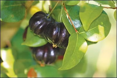 Surinam cherry là loài cây bụi cao có thể tới 10 mét, được trồng phổ biến ở Nam Mỹ (Brazil).