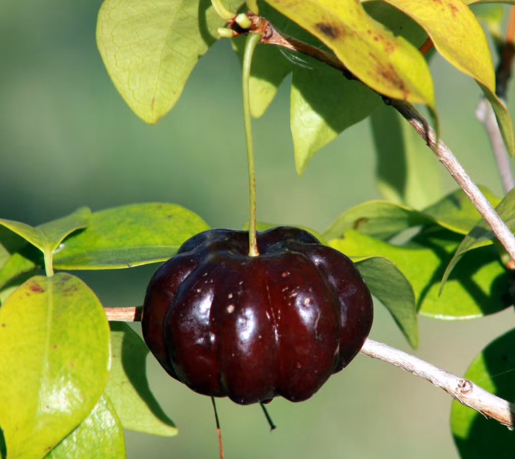 Giá của mỗi cây Surinam cherry ở Việt Nam dao động từ 300.000-500.000 đồng.