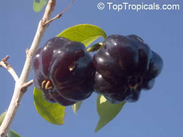 Ở Việt Nam, giống cherry này cũng được nhập khẩu và trồng nhiều ở các vùng như Hà Nội, Huế...