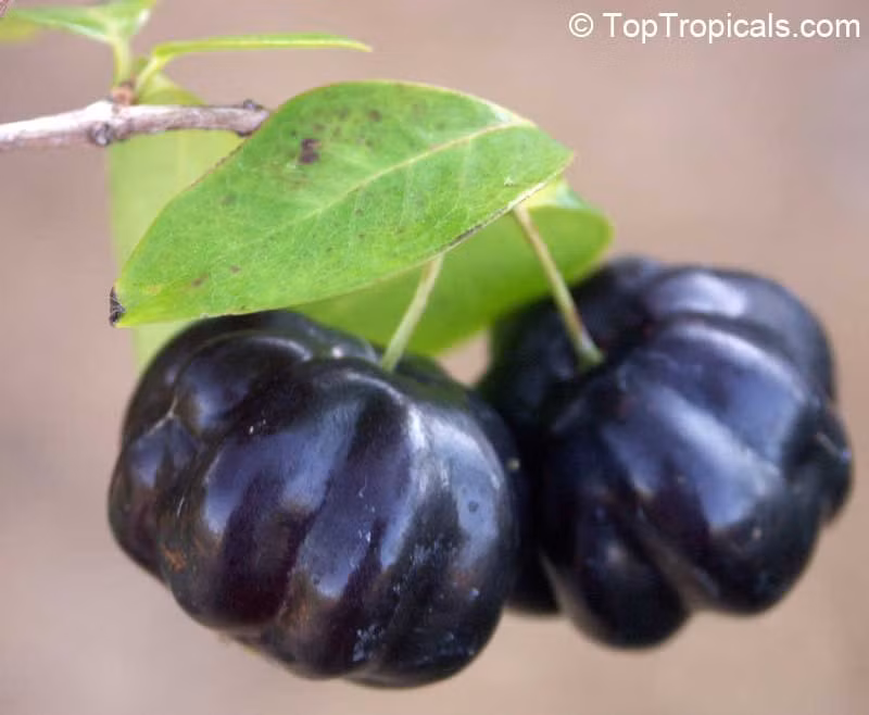 Loại cherry đen này chứa nhiều nước, vị chua ngọt (khá ngọt khi quả chín đen), có hương táo nhẹ, dễ chịu, có hàm lượng vitamin C và vitamin A cao.