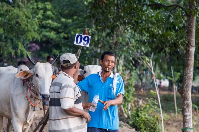 Những cặp bò được đưa vào khu vực sân thi đấu.
