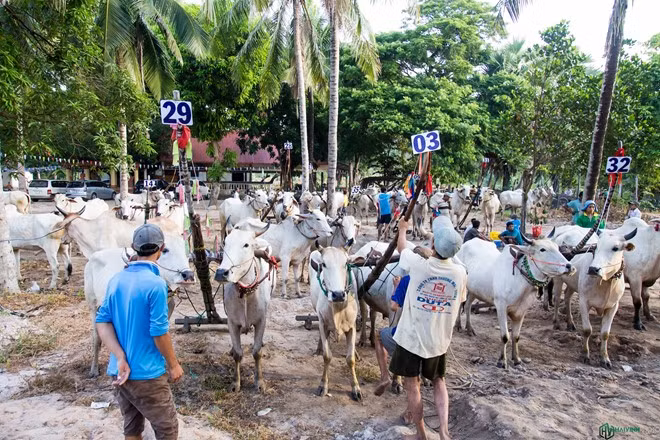 Sau đó các cặp bò được tập kết tại một bãi đất trống gần đó, chờ tới lúc vào sân làm lễ và bốc thăm chia cặp thi đấu.