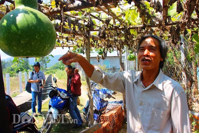 “Cách chăm sóc bầu hồ lô khá giống so với bầu dài nhưng bầu hồ lô sau khi thu hoạch dùng để nấu canh hoặc xào, ăn vẫn ngon hơn bầu dài. Nước ngọt và thơm lắm”, ông Lam cho hay.