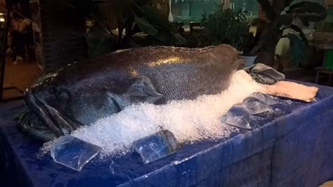 Một con cá chiên khổng lồ, nặng hơn 30 kg khá quý hiếm được mua từ Tây Nguyên có giá đến 40 triệu đồng.