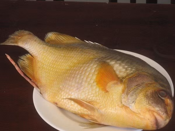 Thịt cá ngon, lạ miệng, cộng thêm sự khan hiếm nên cá chìa vôi luôn được giới sành ăn săn lùng.