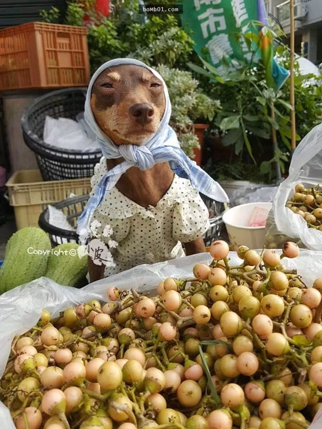 Chú chó này bán rất nhiều loại hoa quả khác nhau, tùy theo mùa. Vào mùa Hè, chú chó Xiaopi đội vỏ dưa và bán hoa quả, giống như một bà bán hàng rong trên phố.
