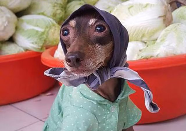 Chú chó bán hàng đã gây sốt trên cộng đồng mạng bởi phong cách ăn mặc và "trang điểm" hết sức ngộ nghĩnh.