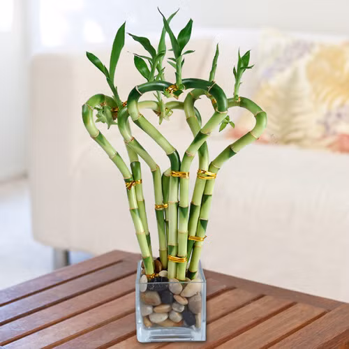 Cây phất dụ: Cây phất dụ còn được gọi là cây phát tài, thường được trồng trong nhà dịp Tết. Trong phong thủy, đây là loài cây mang lại may mắn cho gia chủ. Theo một số quan niệm, người ta thường mua phất dụ theo các cành có số lượng như sau: 3 – cho sự hạnh phúc; 5 – cho sức khỏe; 2 – cho tình duyên; 8 – cho tài lộc; 9 – cho thời vận.