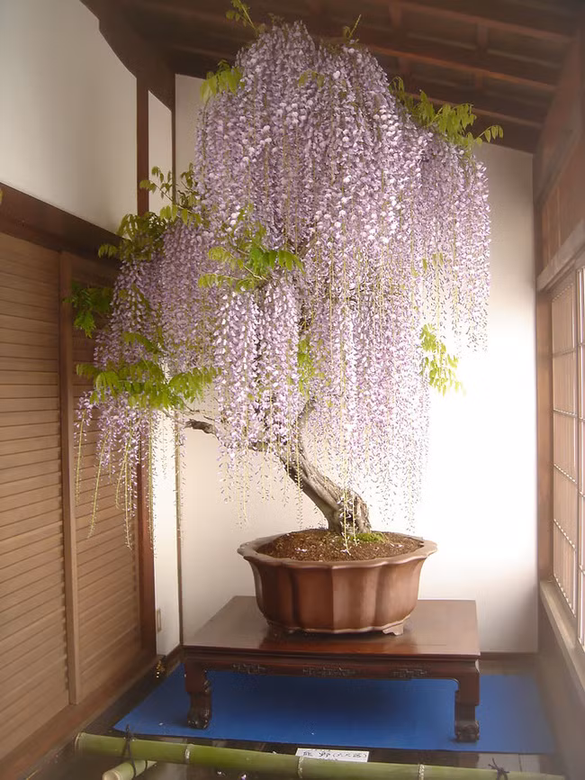 Cây bonsai hoa tử đằng nổi tiếng thế giới.