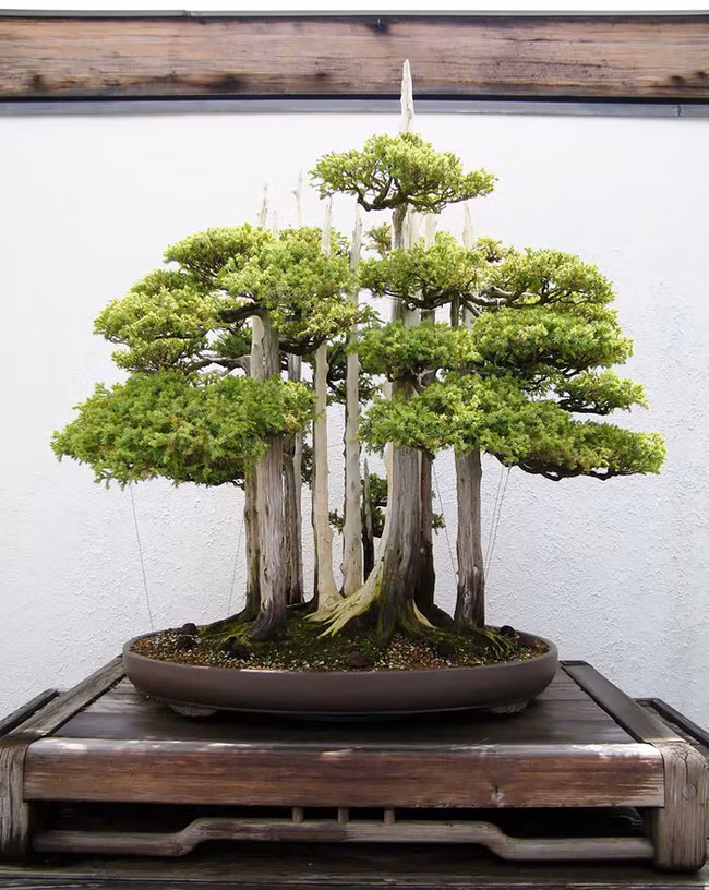 Chậu bonsai khiến giới chơi cây cảnh mê mẩn.
